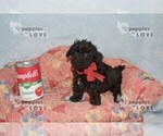 Small #4 Poodle (Toy)