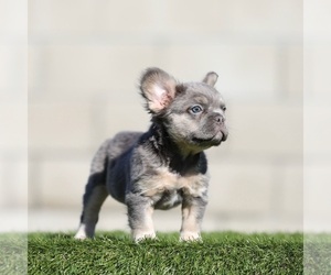 French Bulldog Puppy for sale in DENVER, CO, USA
