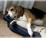 Small #1 Beagle