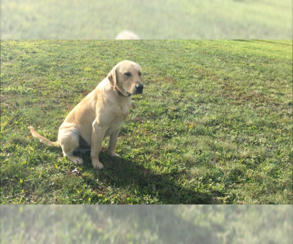 Medium Photo #5 Labrador Retriever Puppy For Sale in NORTON SHORES, MI, USA