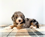 Small #3 Bernedoodle (Miniature)