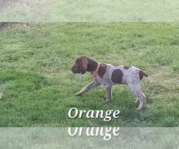 Medium Photo #5 German Shorthaired Pointer Puppy For Sale in RICHMOND, MO, USA