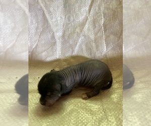 Chi-Chi-Chihuahua Mix Puppy for sale in SHERMAN, TX, USA