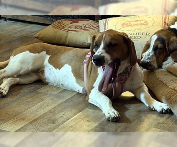 Medium Photo #2 Basset Hound Puppy For Sale in Deepwater, NJ, USA