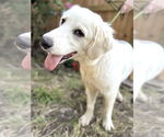 Small #4 Great Pyrenees