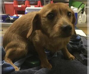 Chihuahua Dogs for adoption in Riverside, CA, USA