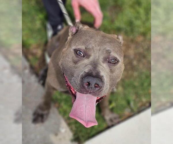 Medium Photo #10 Mutt Puppy For Sale in Rockwall, TX, USA