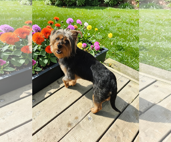 Medium Photo #2 Mutt Puppy For Sale in McKinney, TX, USA