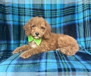 Cock-A-Poo Puppy for sale in LAKELAND, FL, USA