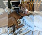 Small #1 Lab-Pointer