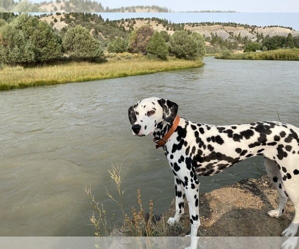 Medium Photo #1 Dalmatian Puppy For Sale in ALBUQUERQUE, NM, USA