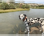 Small Photo #1 Dalmatian Puppy For Sale in ALBUQUERQUE, NM, USA