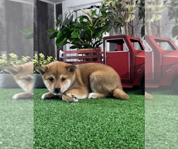 Medium Photo #3 Shiba Inu Puppy For Sale in CANOGA, NY, USA