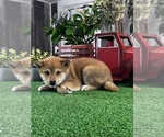 Small #2 Shiba Inu