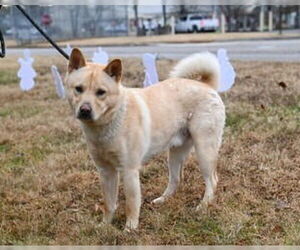 Chow Chow-Siberian Husky Mix Dogs for adoption in Glen Allen, VA, USA