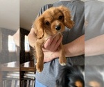 Small #6 Cavalier King Charles Spaniel