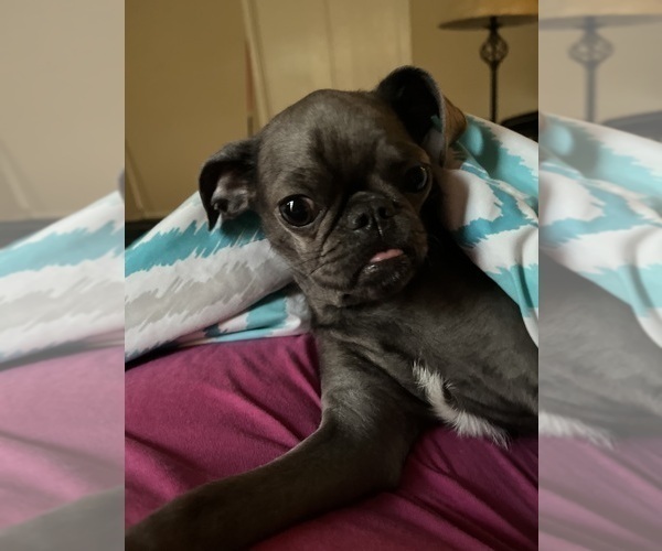 Medium Photo #1 Brussels Griffon Puppy For Sale in SPRING BRANCH, TX, USA