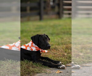 Timmy - Male Great Dane Dog for Adoption - Photo #4