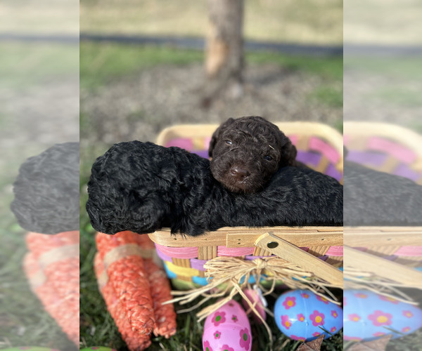 Medium Photo #12 Spanish Water Dog Puppy For Sale in NEW ALBANY, IN, USA