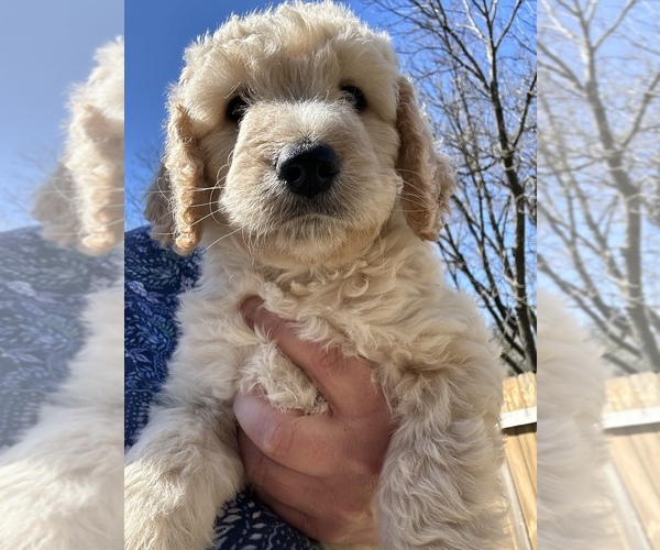 Medium Photo #1 Miniature Bernedoodle Puppy For Sale in HOLT, MO, USA