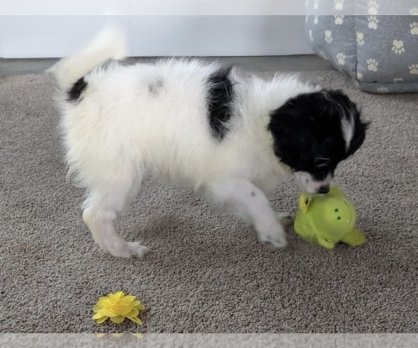 Medium Photo #4 ShihPoo Puppy For Sale in FREDERICKSBURG, OH, USA