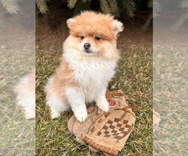 Medium Photo #4 Pomeranian Puppy For Sale in MIDDLEBURY, IN, USA