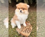 Small #3 Pomeranian