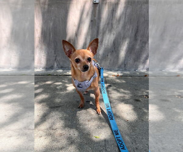 Medium Photo #8 Chipin Puppy For Sale in Studio City, CA, USA