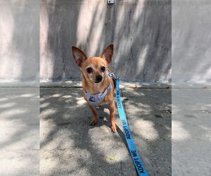 McIntosh Red #5058 - Male Chipin Dog for Adoption - Photo #8