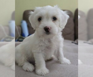 Poodle (Miniature)-Unknown Mix Dogs for adoption in Lakewood, CO, USA