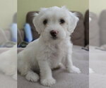 Small Poodle (Miniature) Mix