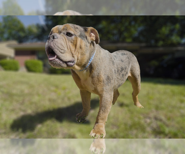 Medium Photo #1 Olde English Bulldogge Puppy For Sale in MEMPHIS, TN, USA