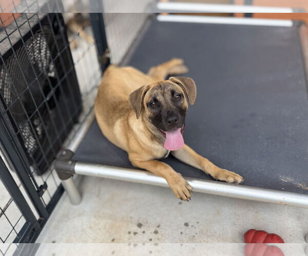 Medium Photo #12 Mutt Puppy For Sale in Decatur, GA, USA