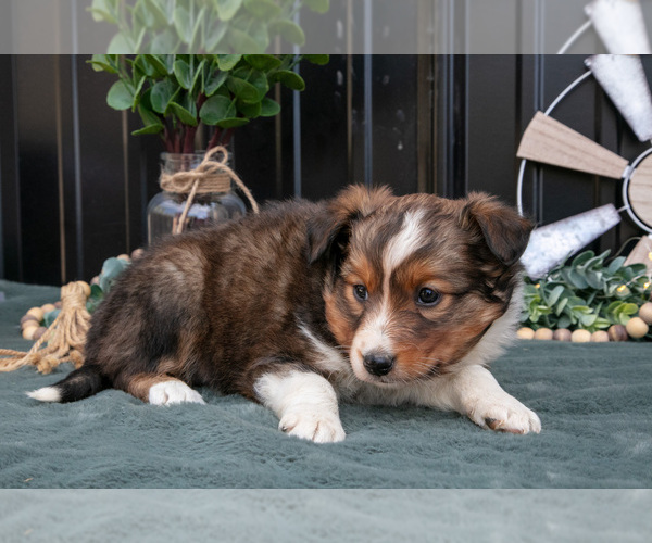Medium Photo #13 Shel-Aussie Puppy For Sale in HILLSBORO, OH, USA