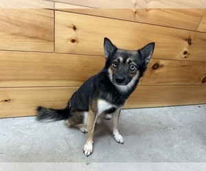 Father of the Alaskan Klee Kai-Pomeranian Mix puppies born on 08/26/2025