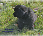 Small #1 Newfoundland