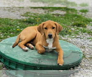 Jack Russell Terrier-Mountain Cur Mix Dogs for adoption in Aurora, IN, USA