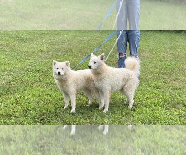 Medium Photo #1 Samoyed Puppy For Sale in WARFORDSBURG, PA, USA