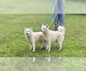 Samoyed Puppy for sale in WARFORDSBURG, PA, USA