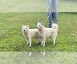 Image preview for Ad Listing. Nickname: Litter of 3