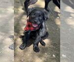 Small #5 Sheprador