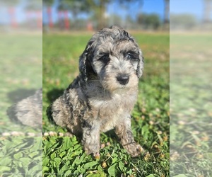 Whoodle (Miniature) Puppy for sale in PHELAN, CA, USA