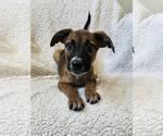 Small #6 Black Mouth Cur Mix