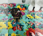 Small #1 Mutt