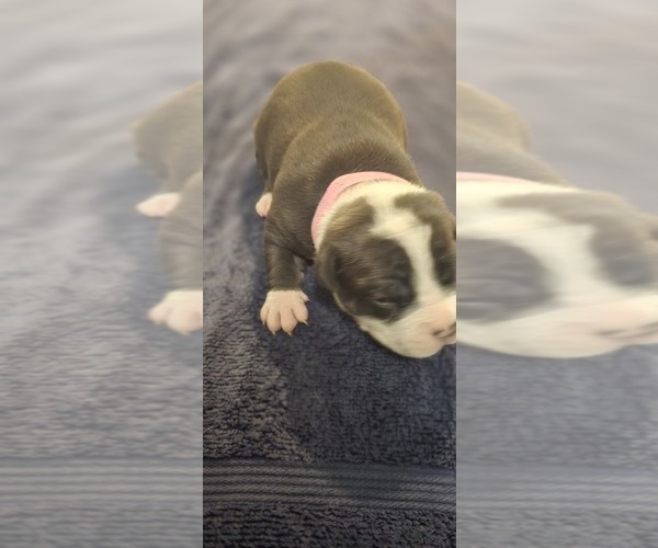 Medium Photo #12 American Bully Puppy For Sale in KISSIMMEE, FL, USA