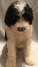 Poodle (Standard) Puppy for sale in BELLA VISTA, AR, USA
