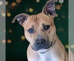 Small #1 Staffordshire Bull Terrier