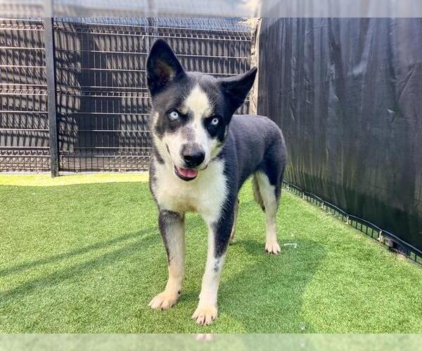 Medium Photo #2 Siberian Husky-Unknown Mix Puppy For Sale in Orange, CA, USA