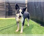 Small #1 Siberian Husky Mix
