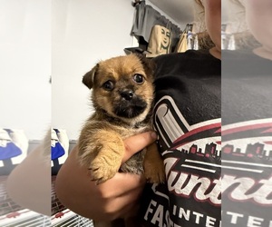 Cheeks Puppy for sale in AMHERST, NY, USA